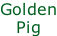 Golden Pig